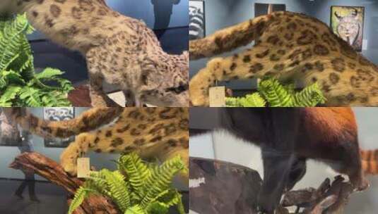 【镜头合集】濒临灭绝动物标本高清在线视频素材下载