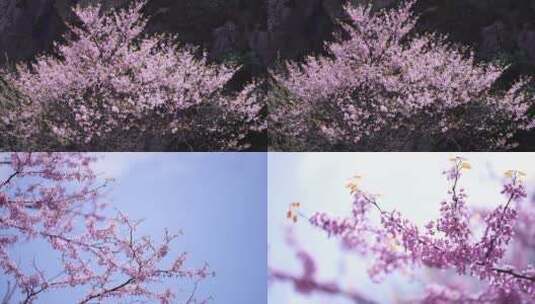 紫荆花开高清在线视频素材下载