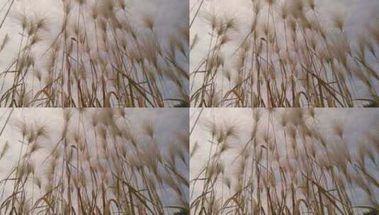 山林秋天唯美的茅草芦苇高清在线视频素材下载