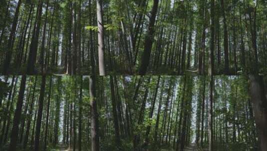 夏日里的小树林阴凉高清在线视频素材下载