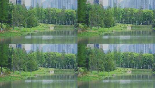 城市-公园-草坪-慢镜头高清在线视频素材下载
