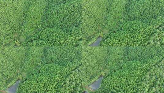 松树林俯拍树林航拍森林绿色植被山间林地高清在线视频素材下载