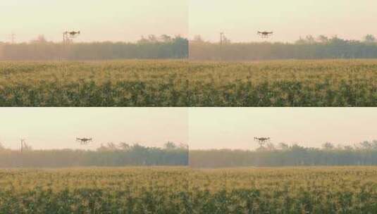 大疆无人机洒农药 现代农业科技高清在线视频素材下载