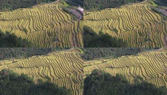 金黄稻田农业种植水稻航拍高清在线视频素材下载