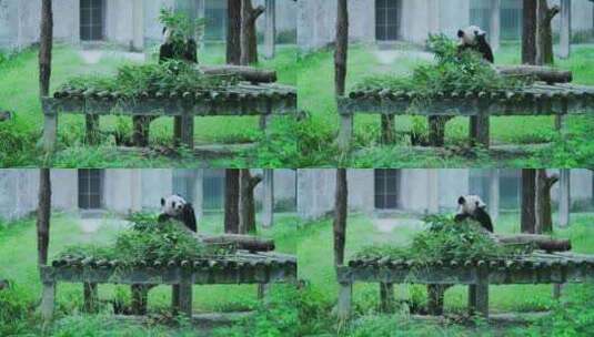 熊猫莽仔乐园吃竹子高清在线视频素材下载