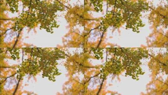 秋季美景 金黄色的树叶高清在线视频素材下载