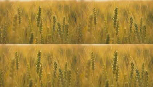 秋天金黄色小麦穗麦芒成熟丰收高清在线视频素材下载
