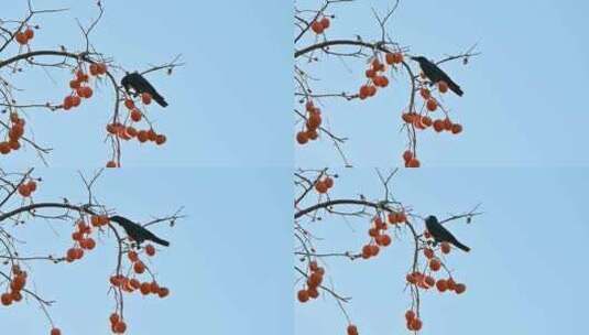 秋天柿子树上的小鸟在吃柿子高清在线视频素材下载