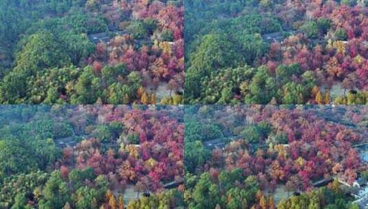 苏州天平山秋季红枫航拍高清在线视频素材下载