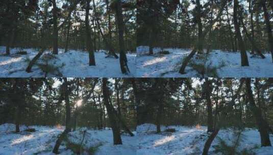 雪地下雪雪天森林松林盖雪高清在线视频素材下载