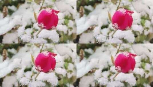 冬雪中风中摇曳的紫色花苞特写高清在线视频素材下载