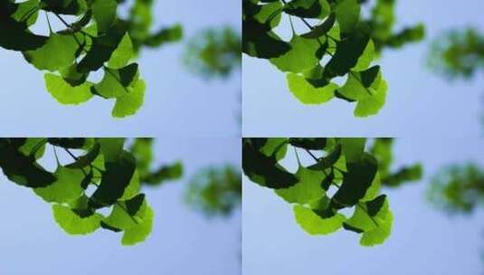 阳光透过树叶，夏天银杏树叶的绿色背景光影高清在线视频素材下载
