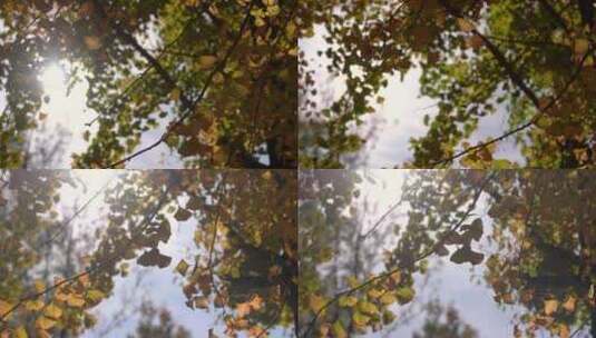 透光的秋天银杏逆光实拍视频高清在线视频素材下载
