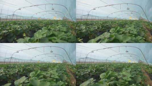农民田间劳动种植蔬菜蔬菜大棚里的蔬菜草莓高清在线视频素材下载