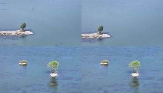 航拍湖中小岛一棵树高清在线视频素材下载