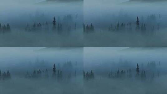 迷雾笼罩森林高清在线视频素材下载
