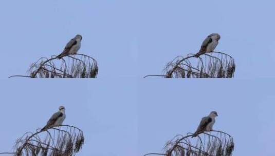 黑翅鸢枝头清理羽毛的特写镜头高清在线视频素材下载
