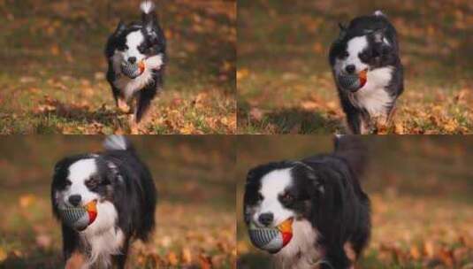 宠物狗玩耍镜头高清在线视频素材下载