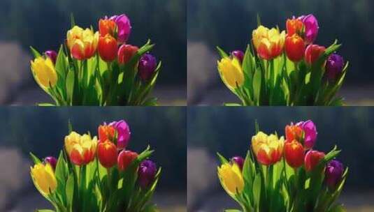 美丽的郁金香花束高清在线视频素材下载