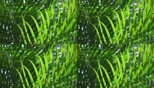 海边夏天阳光下的绿色棕榈树叶高清在线视频素材下载