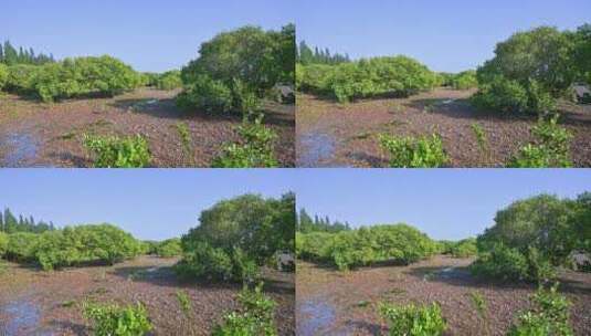海边滩涂与绿色红树林高清在线视频素材下载