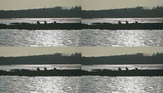 湛江海边退潮后滩涂海滩赶海捡海蛎子的渔民高清在线视频素材下载
