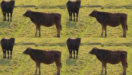 田野里的牛高清在线视频素材下载