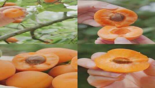 大黄杏 黄杏高清在线视频素材下载