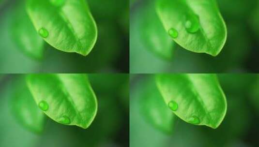 生态自然绿叶露珠水滴叶子高清在线视频素材下载