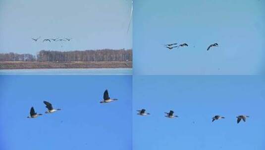 初春查干湖成群飞翔野鸭高清在线视频素材下载