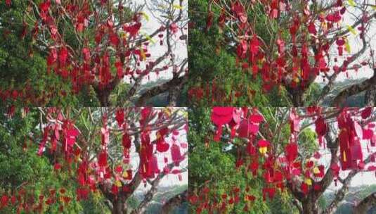 惠州博罗罗浮山许愿树2高清在线视频素材下载