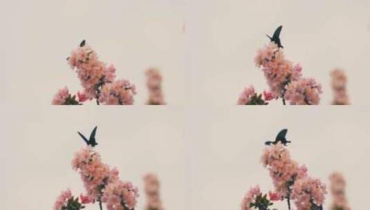 春天盛开的粉色海棠花蝴蝶飞舞高清在线视频素材下载