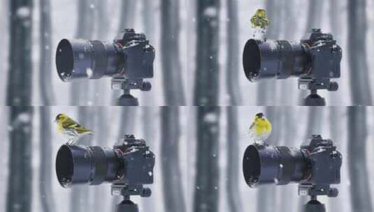 可爱的鸟儿-站在相机上-摄影-自然高清在线视频素材下载
