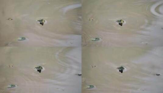 水里的乌龟高清在线视频素材下载
