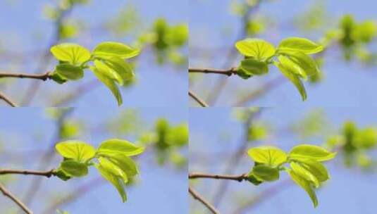 春天树枝发出嫩芽高清在线视频素材下载