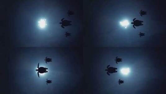 生机大海，一群小海龟在阳光海底游过高清在线视频素材下载