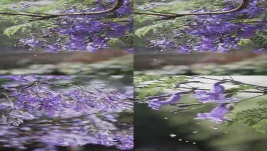 5K-雨中蓝花楹，下雨慢镜头，水滴慢镜头高清在线视频素材下载
