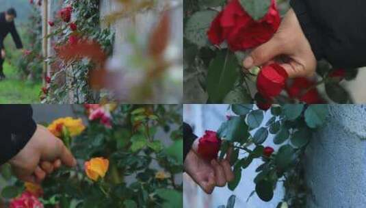 唯美玫瑰花高清在线视频素材下载