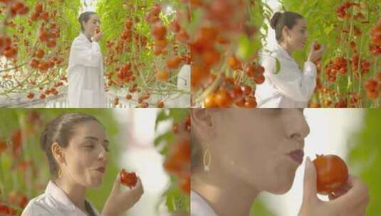 乡村振兴外国农业专家蔬菜大棚摘蕃茄吃蕃茄高清在线视频素材下载