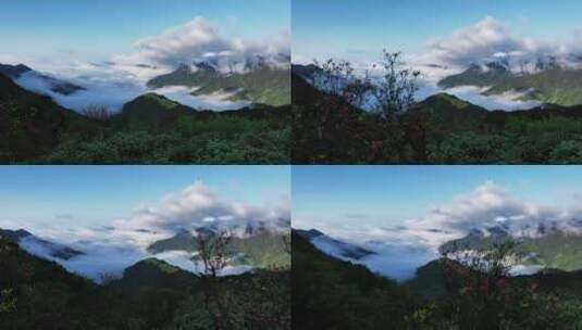 早晨桂林天湖高山峡谷中的云海和高山杜鹃高清在线视频素材下载