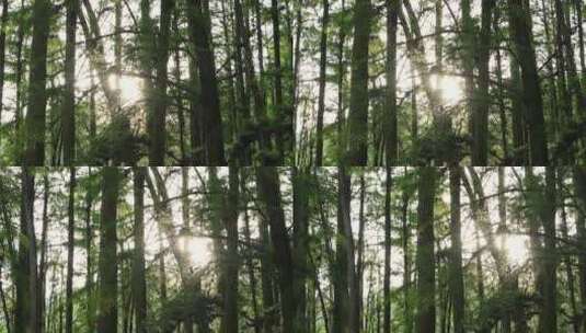 绿色森林阳光唯美光影高清在线视频素材下载