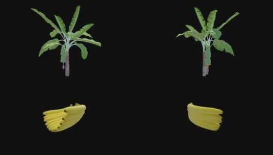 农业生态香蕉树素材360全息带透明通道高清在线视频素材下载