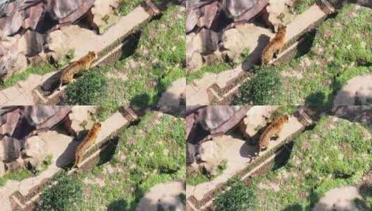 航拍野生动物园的老虎高清在线视频素材下载