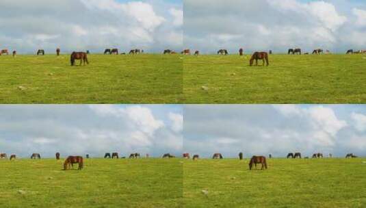克什克腾旗达达线草原上的马吃草高清在线视频素材下载