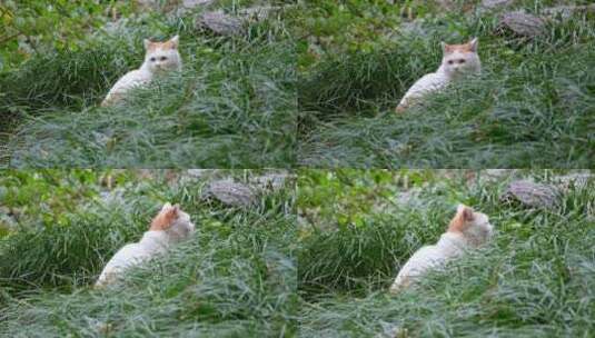 草丛公园里的流浪猫野猫流浪动物高清在线视频素材下载