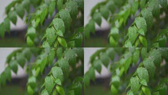 大雨中的树叶高清在线视频素材下载