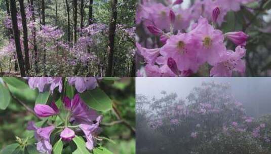 杜鹃花 庐山杜鹃花 雾里看花 高山杜鹃花高清在线视频素材下载