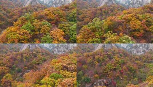 秋季森林自然风景实拍高清在线视频素材下载