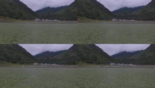 雷波马湖莼菜高清在线视频素材下载