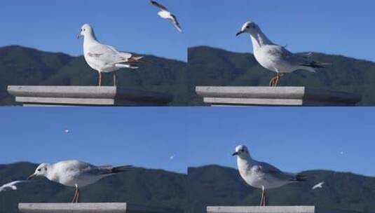 海鸥特写高清在线视频素材下载